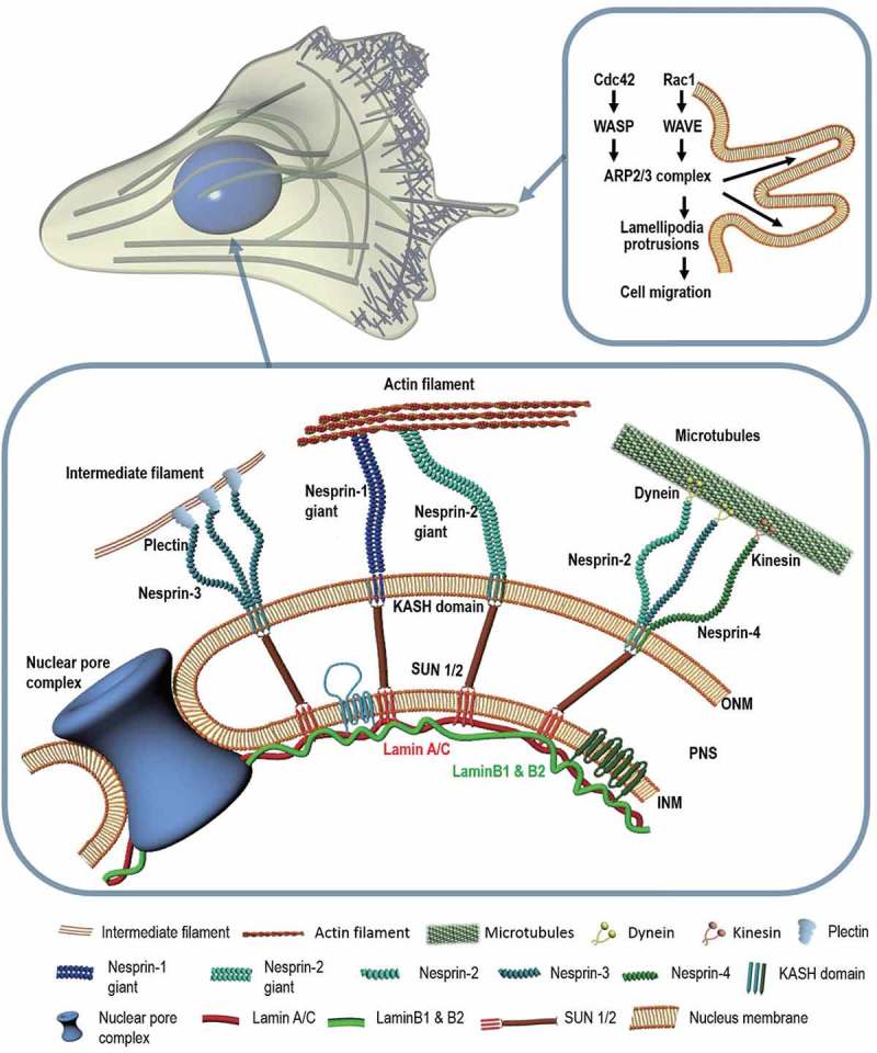 Recapitulation of molecular regulators of nuclear motion during cell migration.