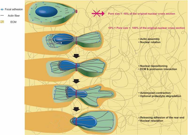 Recapitulation of molecular regulators of nuclear motion during cell migration.