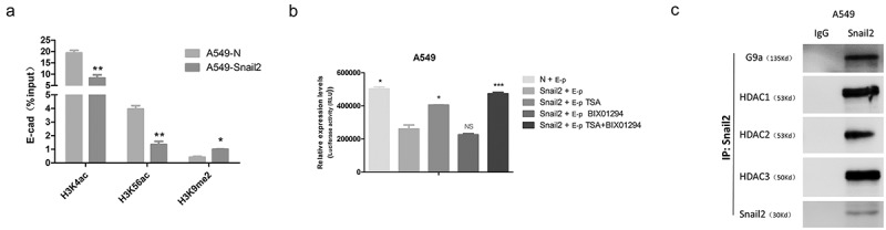 Snail2 induced E-cadherin suppression and metastasis in lung carcinoma facilitated by G9a and HDACs.