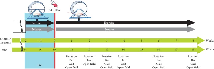 Long-Term Voluntary Physical Exercise Exerts Neuroprotective Effects and Motor Disturbance Alleviation in a Rat Model of Parkinson's Disease.