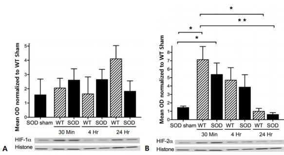 Hypoxia-inducible factor: role in cell survival in superoxide dismutase overexpressing mice after neonatal hypoxia-ischemia.