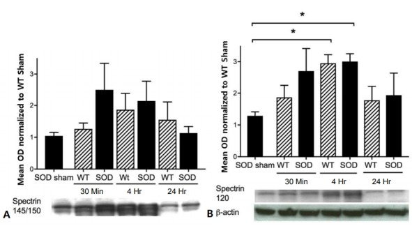 Hypoxia-inducible factor: role in cell survival in superoxide dismutase overexpressing mice after neonatal hypoxia-ischemia.