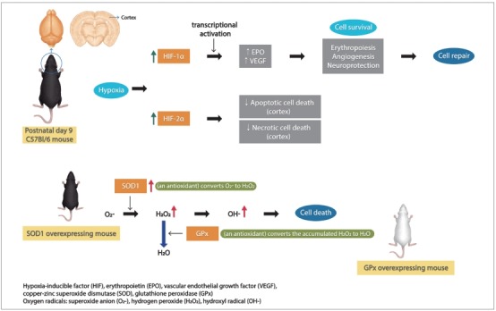 Hypoxia-inducible factor: role in cell survival in superoxide dismutase overexpressing mice after neonatal hypoxia-ischemia.