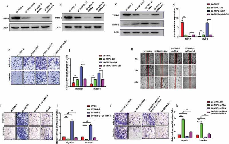 TIMP-2 inhibits metastasis and predicts prognosis of colorectal cancer via regulating MMP-9.