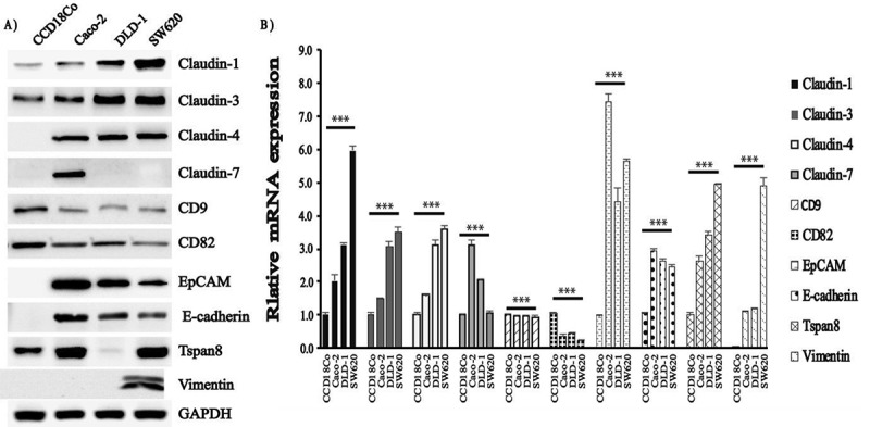 Protein kinase C Inhibitors selectively modulate dynamics of cell adhesion molecules and cell death in human colon cancer cells.