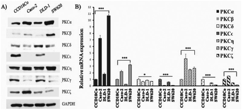 Protein kinase C Inhibitors selectively modulate dynamics of cell adhesion molecules and cell death in human colon cancer cells.