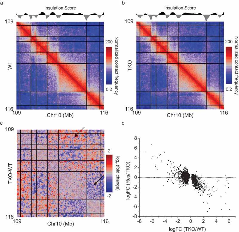 Role of lamins in 3D genome organization and global gene expression.