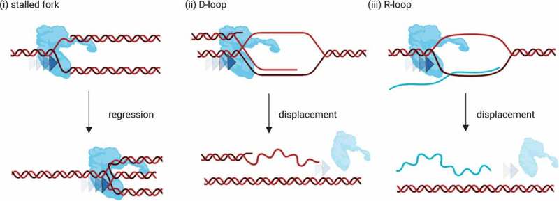 ALT control, delete: FANCM as an anti-cancer target in Alternative Lengthening of Telomeres.