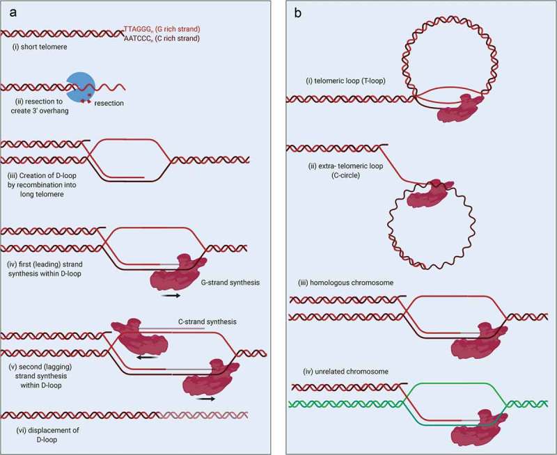 ALT control, delete: FANCM as an anti-cancer target in Alternative Lengthening of Telomeres.