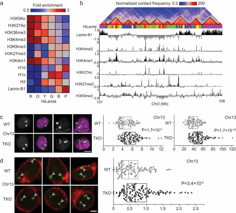 Role of lamins in 3D genome organization and global gene expression.