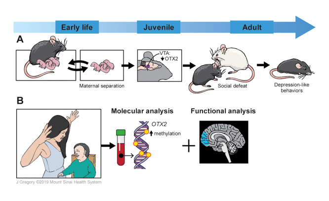 Unraveling the epigenetic landscape of depression: focus on early life stress .