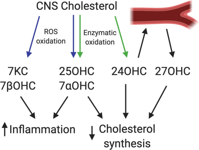 Oxidized cholesterol species as signaling molecules in the brain: diabetes and Alzheimer's disease.