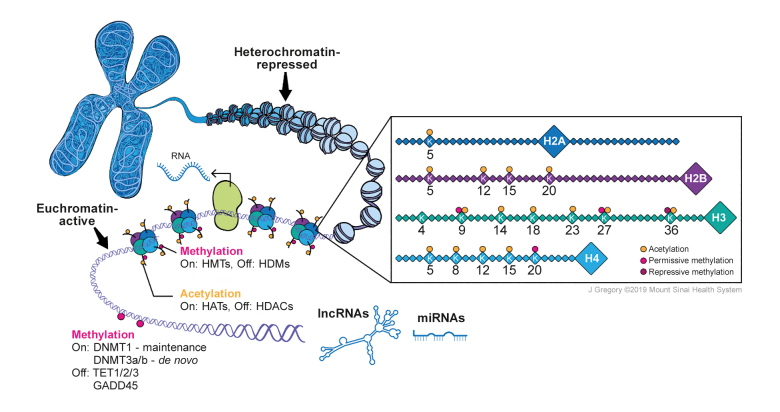 Unraveling the epigenetic landscape of depression: focus on early life stress .