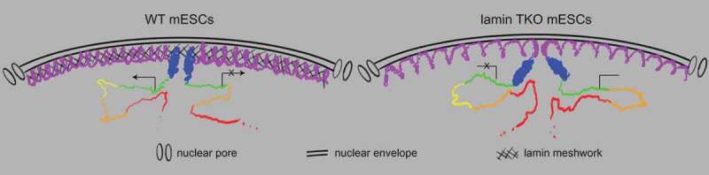 Role of lamins in 3D genome organization and global gene expression.