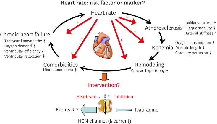 Optimization of Heart Failure Treatment by Heart Rate Reduction.