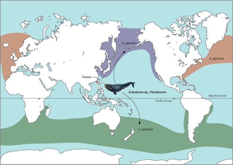 A right whale (Mysticeti, Balaenidae) from the Pleistocene of Taiwan.