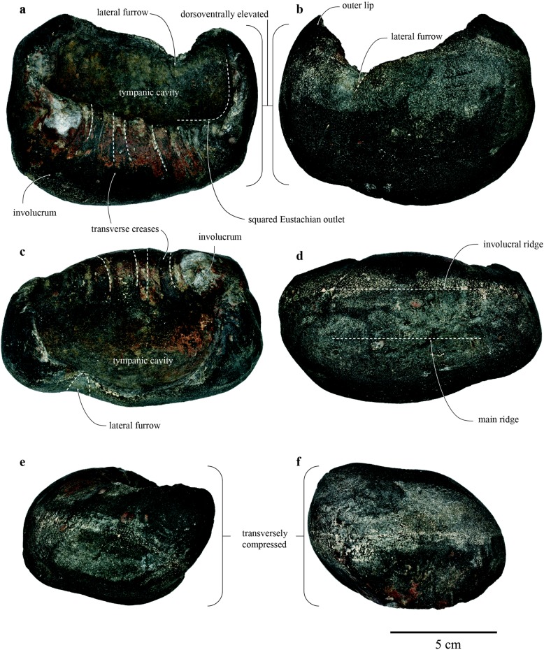 A right whale (Mysticeti, Balaenidae) from the Pleistocene of Taiwan.