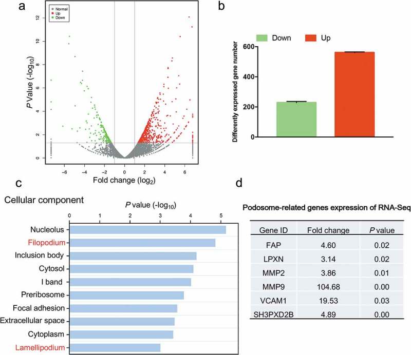 ARHGEF4-mediates the actin cytoskeleton reorganization of hepatic stellate cells in 3-dimensional collagen matrices.