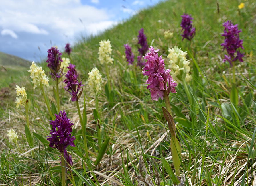 Implications of salep collection for the conservation of the Elder-flowered orchid (<i>Dactylorhiza sambucina</i>) in Epirus, Greece.