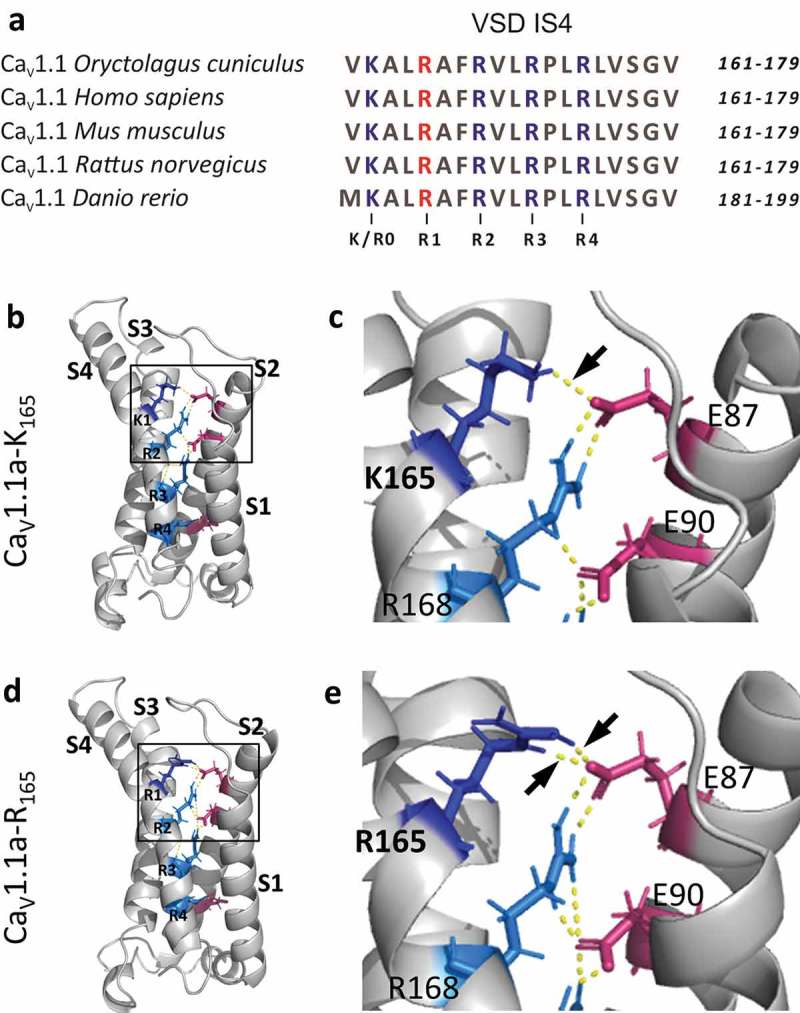 Correcting the R165K substitution in the first voltage-sensor of Ca<sub>V</sub>1.1 right-shifts the voltage-dependence of skeletal muscle calcium channel activation.