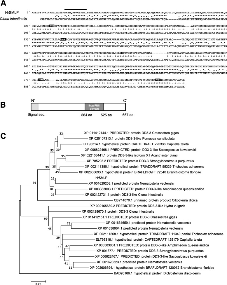 A self-marker-like protein governs hemocyte allorecognition in <i>Halocynthia roretzi</i>.