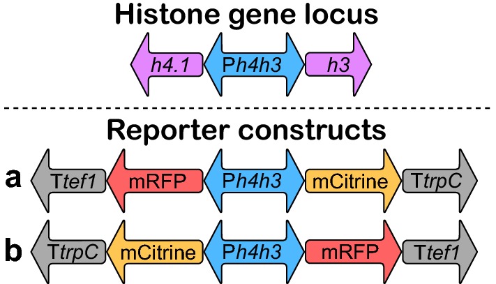 Bidirectional histone-gene promoters in <i>Aspergillus</i>: characterization and application for multi-gene expression.