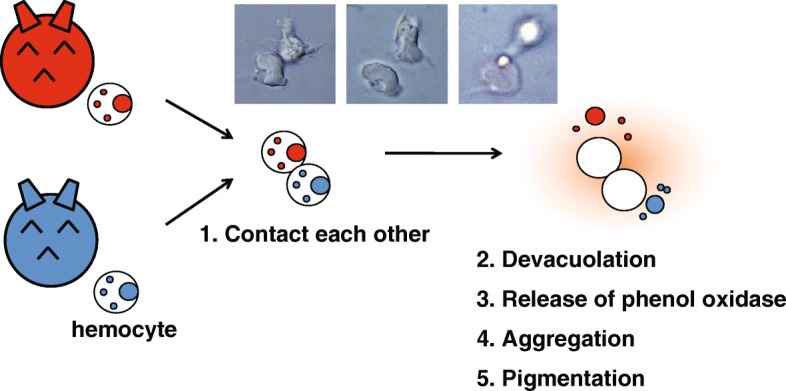 A self-marker-like protein governs hemocyte allorecognition in <i>Halocynthia roretzi</i>.