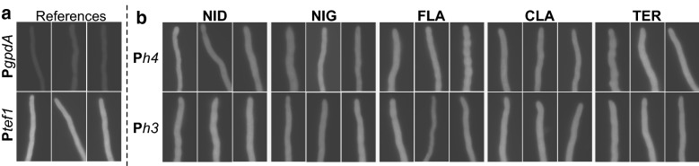 Bidirectional histone-gene promoters in <i>Aspergillus</i>: characterization and application for multi-gene expression.