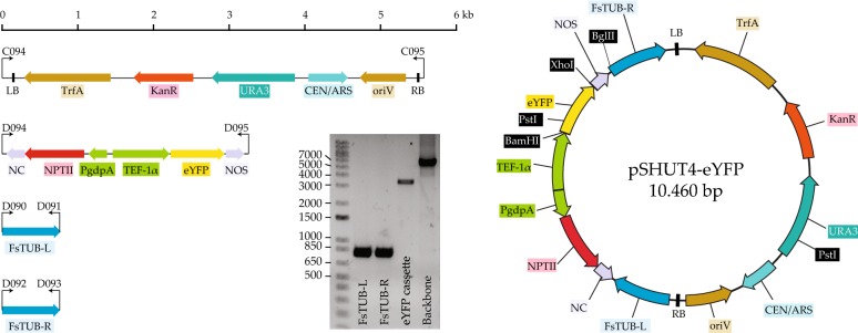 A new vector system for targeted integration and overexpression of genes in the crop pathogen <i>Fusarium solani</i>.