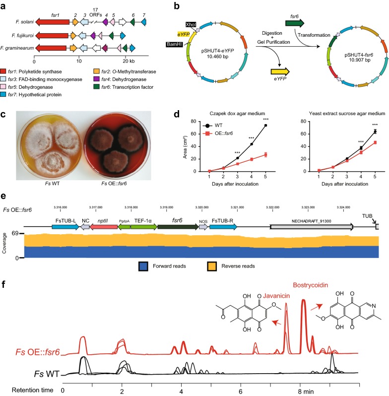 A new vector system for targeted integration and overexpression of genes in the crop pathogen <i>Fusarium solani</i>.