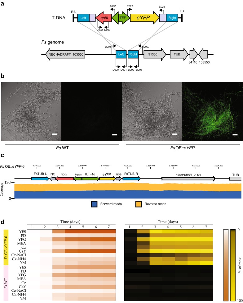 A new vector system for targeted integration and overexpression of genes in the crop pathogen <i>Fusarium solani</i>.