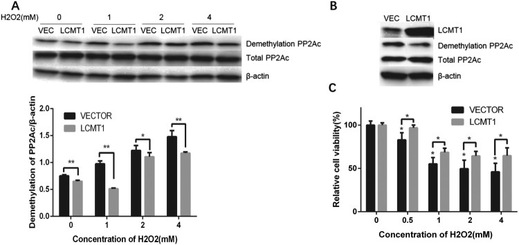 Proteomics and phosphoproteomics study of LCMT1 overexpression and oxidative stress: overexpression of LCMT1 arrests H<sub>2</sub>O<sub>2</sub>-induced lose of cells viability.