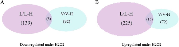 Proteomics and phosphoproteomics study of LCMT1 overexpression and oxidative stress: overexpression of LCMT1 arrests H<sub>2</sub>O<sub>2</sub>-induced lose of cells viability.