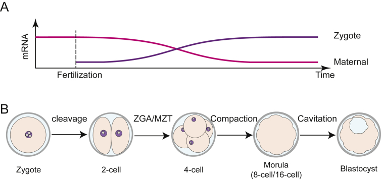 The first cell fate decision in pre-implantation mouse embryos