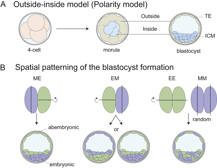 The first cell fate decision in pre-implantation mouse embryos