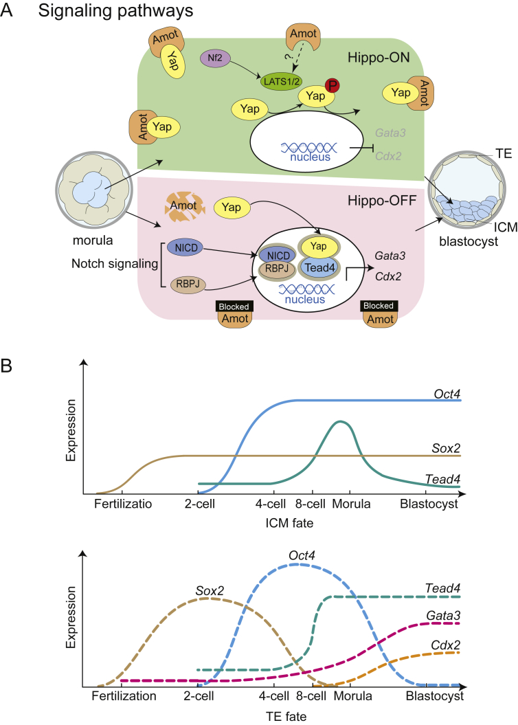 The first cell fate decision in pre-implantation mouse embryos