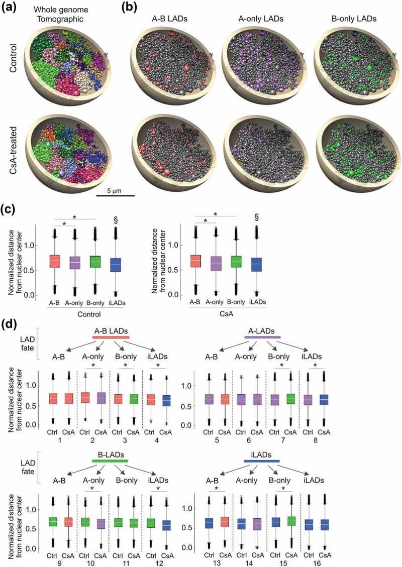 Interplay of lamin A and lamin B LADs on the radial positioning of chromatin.