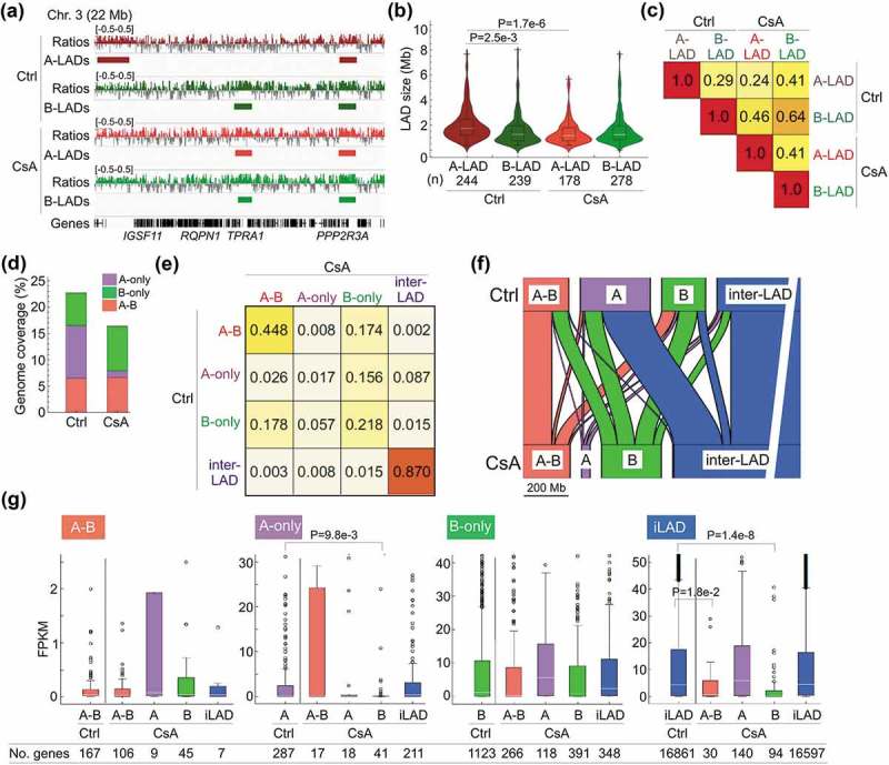 Interplay of lamin A and lamin B LADs on the radial positioning of chromatin.