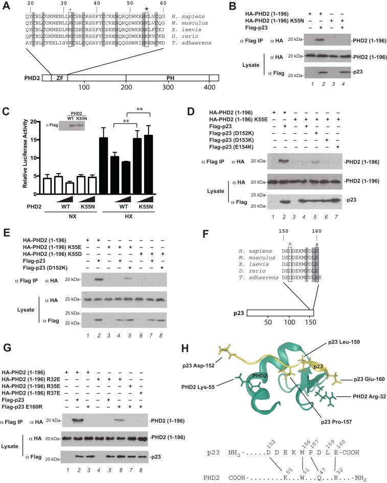 An Erythrocytosis-Associated Mutation in the Zinc Finger of PHD2 Provides Insights into Its Binding of p23.