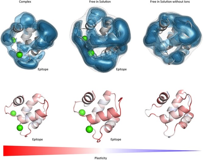 Conformational selection of allergen-antibody complexes-surface plasticity of paratopes and epitopes.