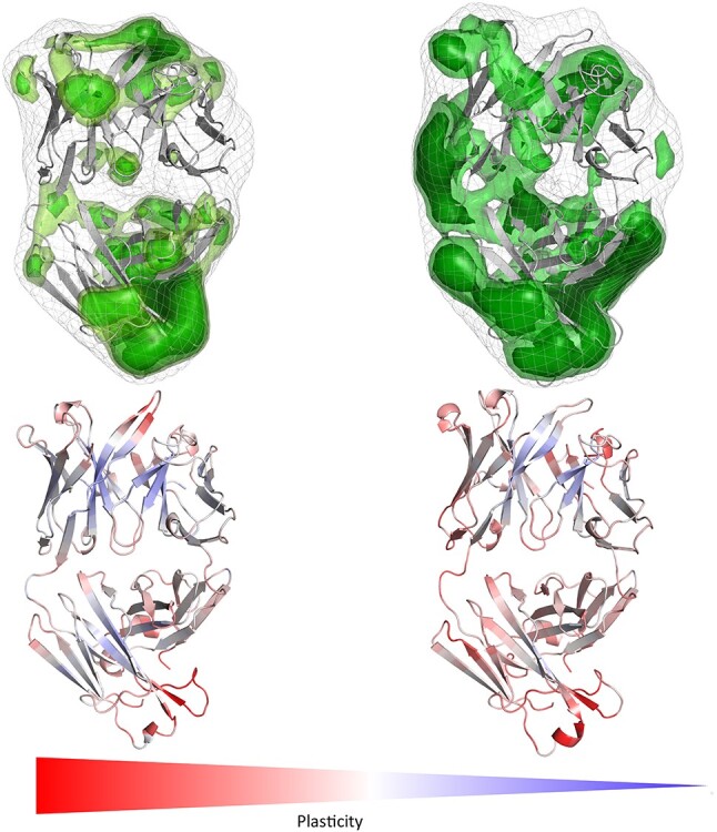 Conformational selection of allergen-antibody complexes-surface plasticity of paratopes and epitopes.