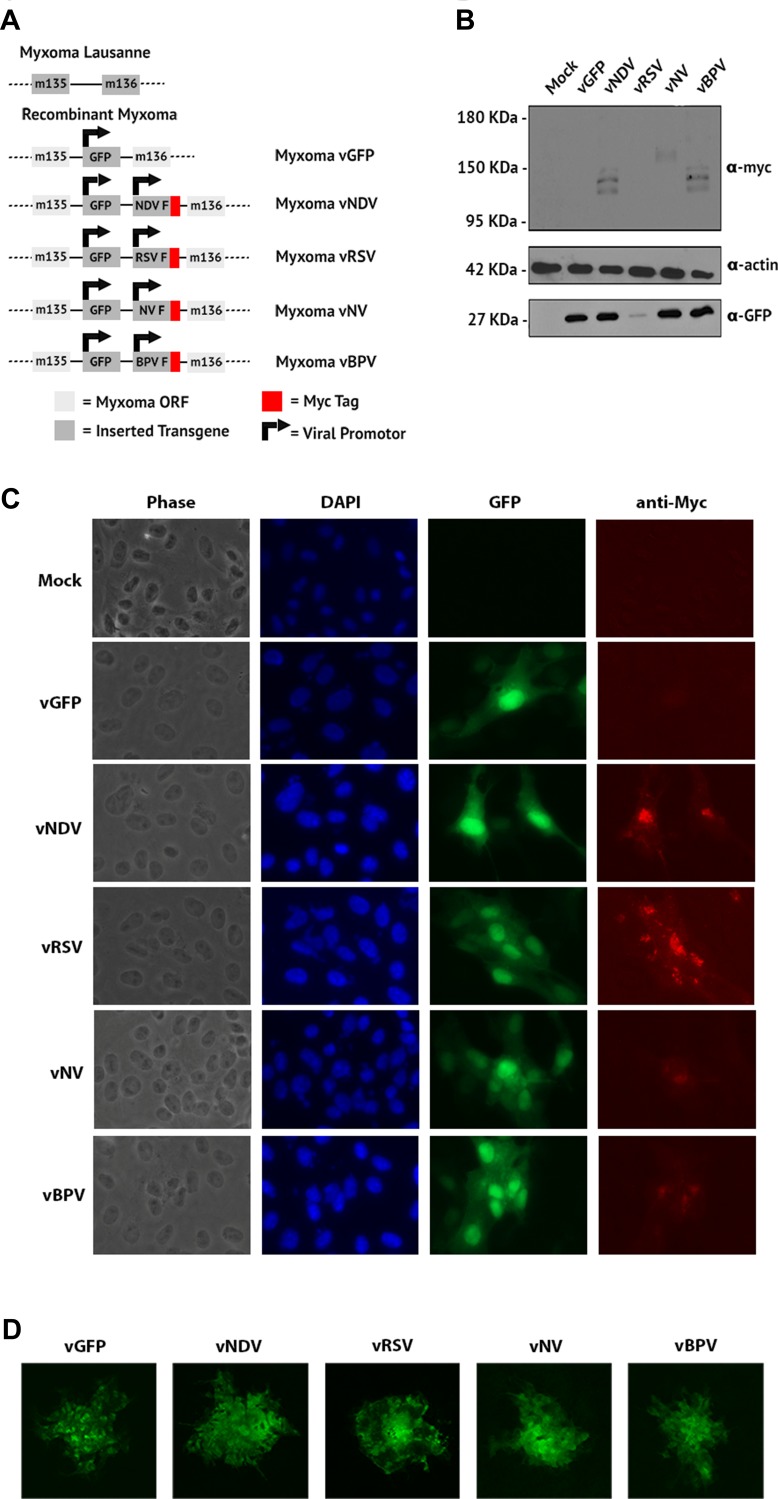 Impact of Induced Syncytia Formation on the Oncolytic Potential of Myxoma Virus.