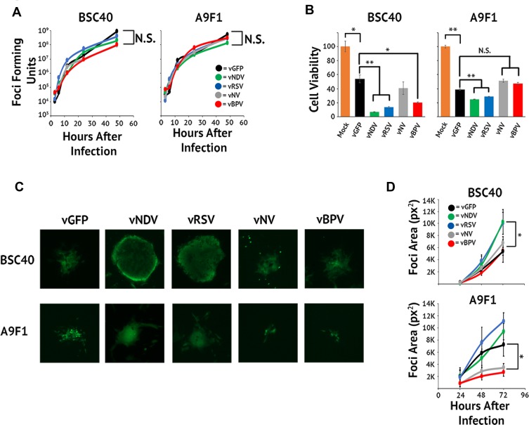 Impact of Induced Syncytia Formation on the Oncolytic Potential of Myxoma Virus.