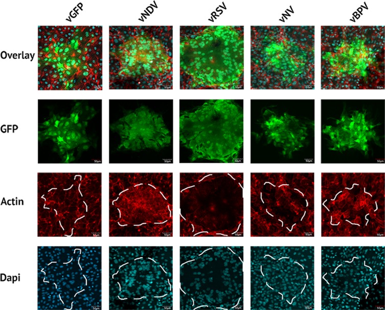 Impact of Induced Syncytia Formation on the Oncolytic Potential of Myxoma Virus.