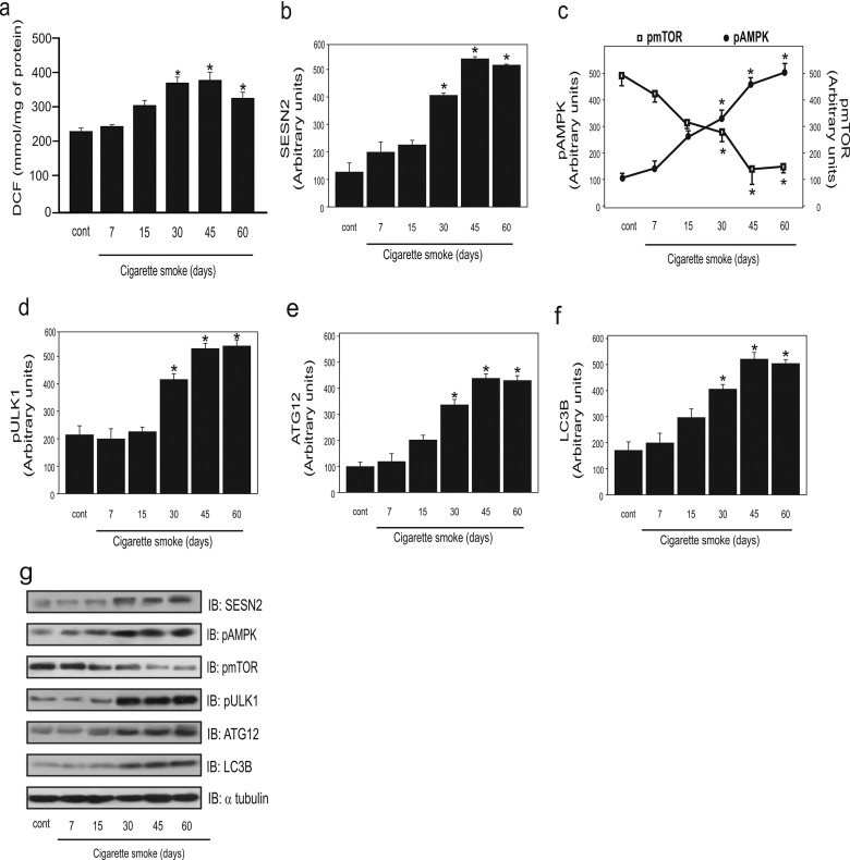 Cigarette smoke exposure induces ROS-mediated autophagy by regulating sestrin, AMPK, and mTOR level in mice.