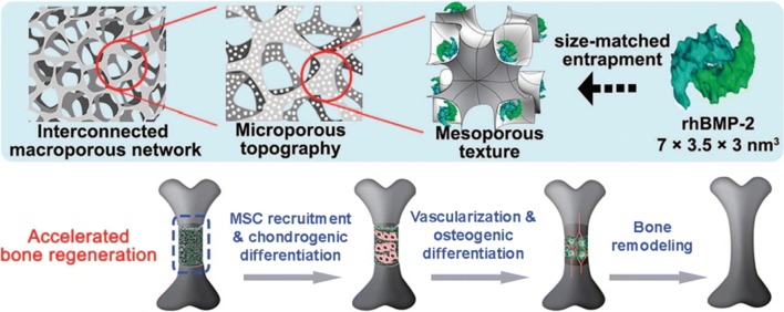 Bone tissue regeneration: biology, strategies and interface studies.