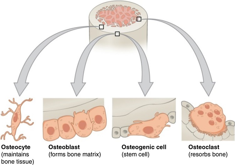 Bone tissue regeneration: biology, strategies and interface studies.