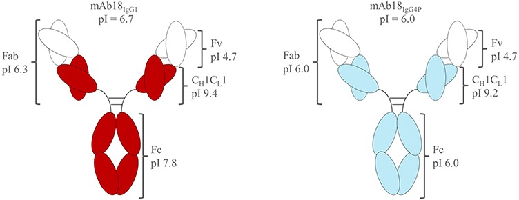 Electrostatic interactions modulate the differential aggregation propensities of IgG1 and IgG4P antibodies and inform charged residue substitutions for improved developability.