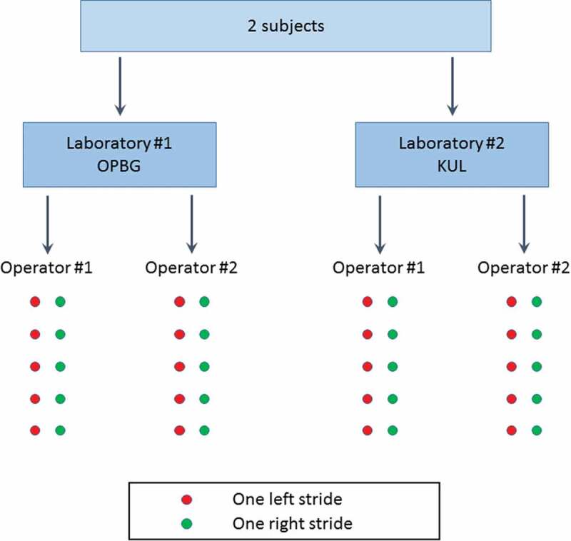 Inter-laboratory and inter-operator reproducibility in gait analysis measurements in pediatric subjects.