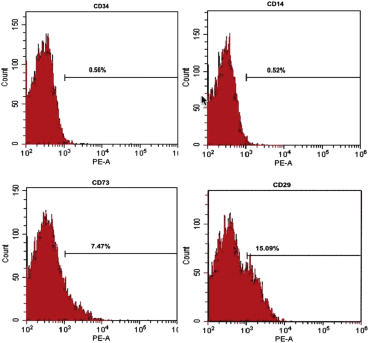 Bone marrow-derived mesenchymal stem cell (BM-MSC): A tool of cell therapy in hydatid experimentally infected rats